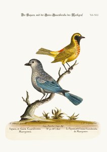 The Sayacu and the Guira Guacuberaba of Marcgrave, 1749-73
